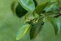 Small budding ruby red grapefruit Citrus Ãâ paradise on a tree Royalty Free Stock Photo